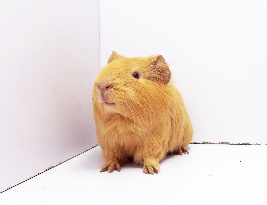 Морские свинки,клетки,корма,аксессуары