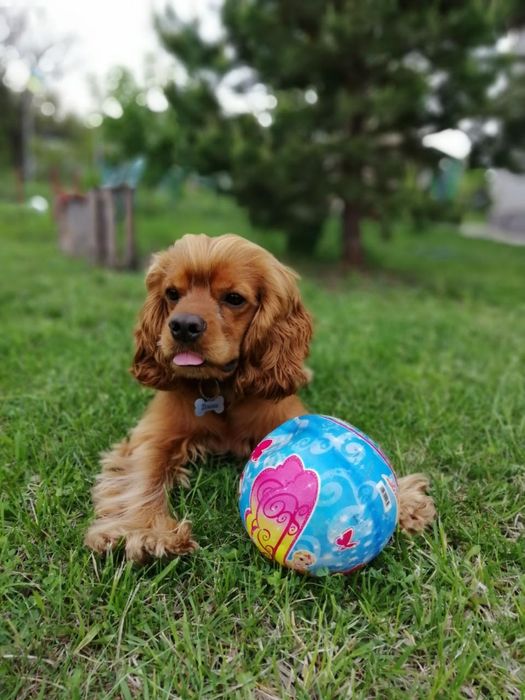 Красивый спаниель ищет невесту!