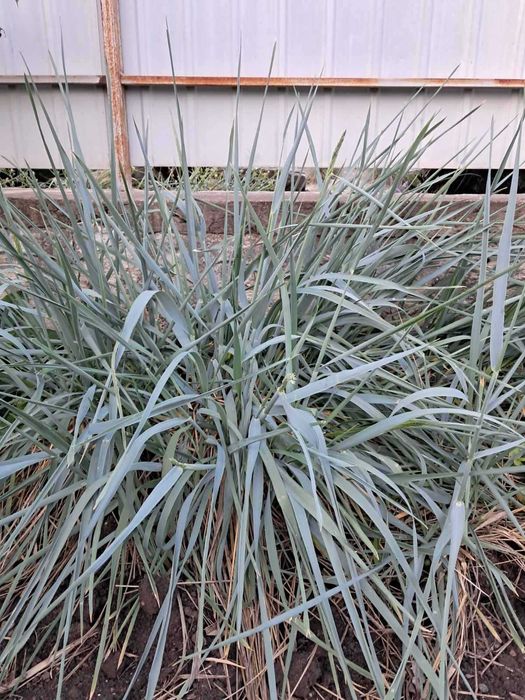 Барвінок, злакові, вівсяниця, традесканція, сакура