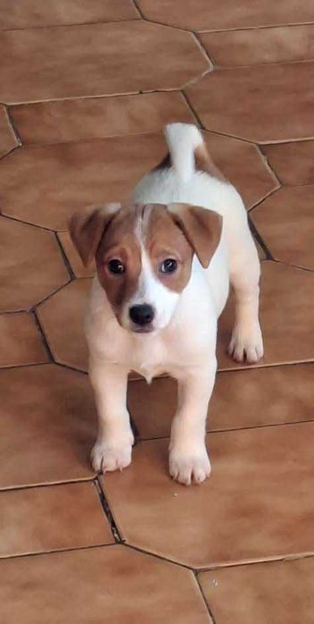 Jack Russel de Top de linhas importadas