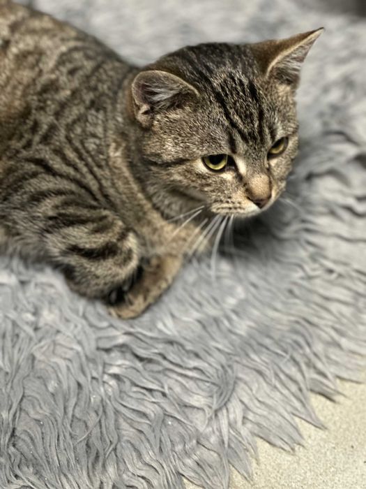 Kotka Nela szuka domu