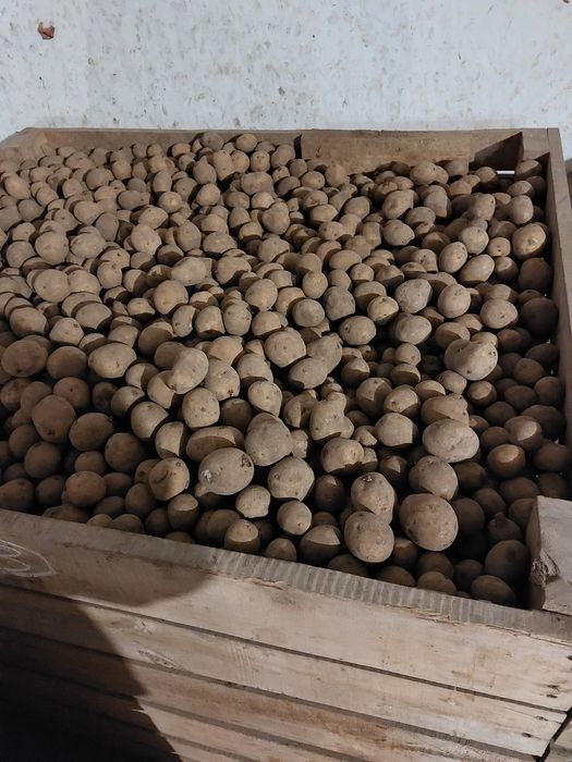 Sprzedam ziemniaki paszowe średnie