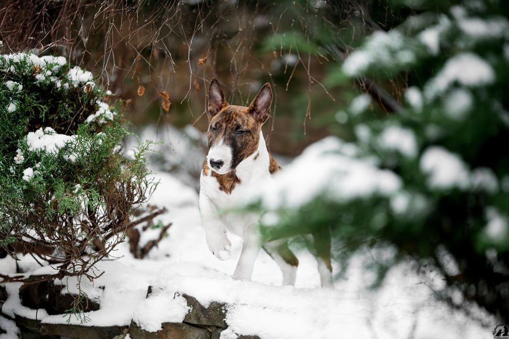 Мініатюрний бультерьер/минибуль