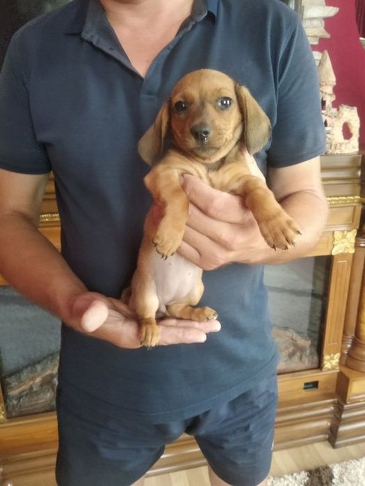 Продам чарівних Таксенят