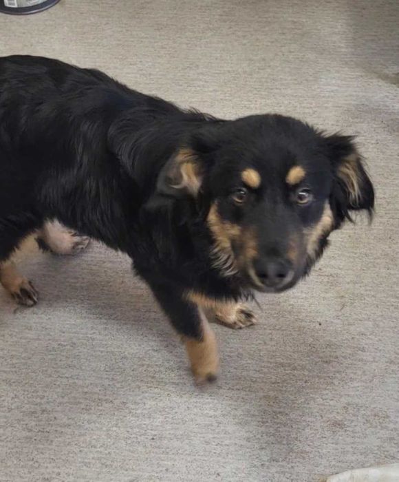 Szczeniak Wasabi szuka domku