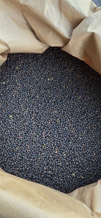 Wyka Ozima (Zimowa) czystość 99% Pewna i Sprawdzona WYSYŁKA