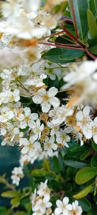 Pyracantha Coccinea arbusto para sebes