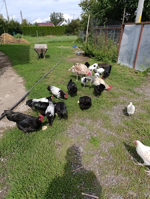 Jaja wiejskie konsumpcyjne DOWÓZ GRATIS