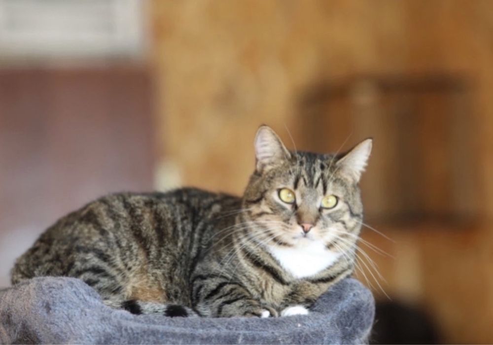 Айзек, классный парень. Котенок 2 года