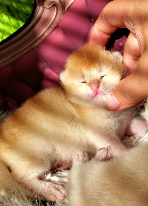 Ручные и мега ласковые котята. Котики золотая шиншилла.