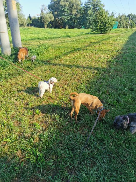 Domowy hotelik dla zwierząt