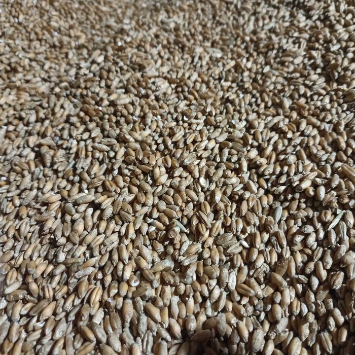 Pszenżyto ozime Rotondo