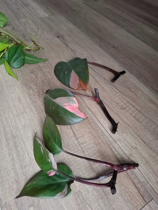 Philodendron pink lady philodendron paraiso verde