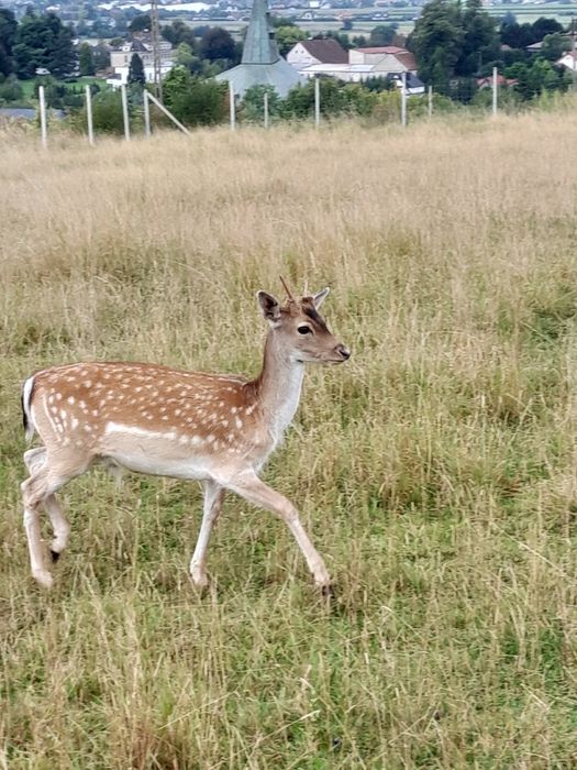 Daniele samce samice