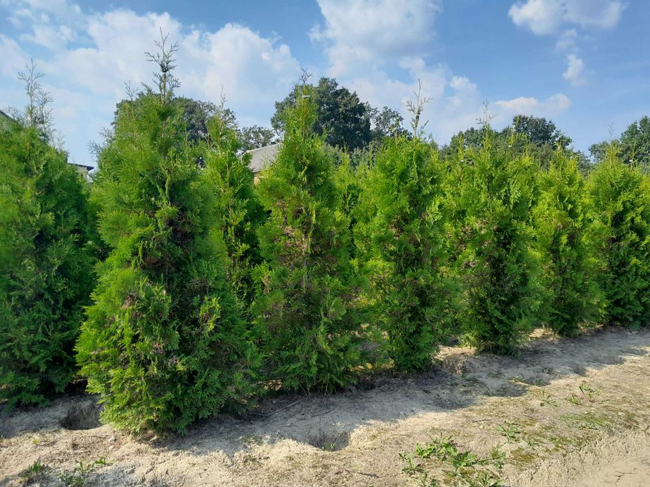 Szmaragd, Brabant, Blue Arrow! Zasadzimy u Ciebie gęste tuje do 250cm!