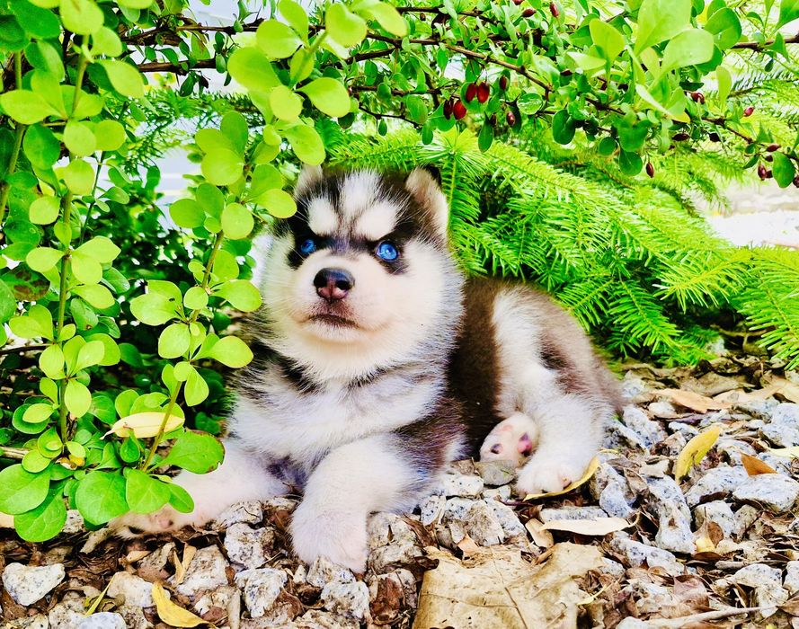 Niebieskooki szczeniak Siberian Husky międzynarodowy rodowod FCI ZKwP