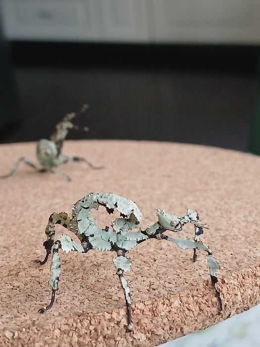 Straszyk australijski Lichen morph