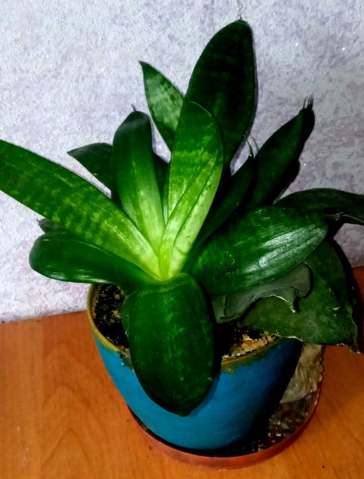 Сансивьера. Сансивьера ханна. Аглаонема. Антуриум.