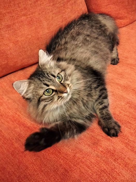 Незламна киця шукає нову подину