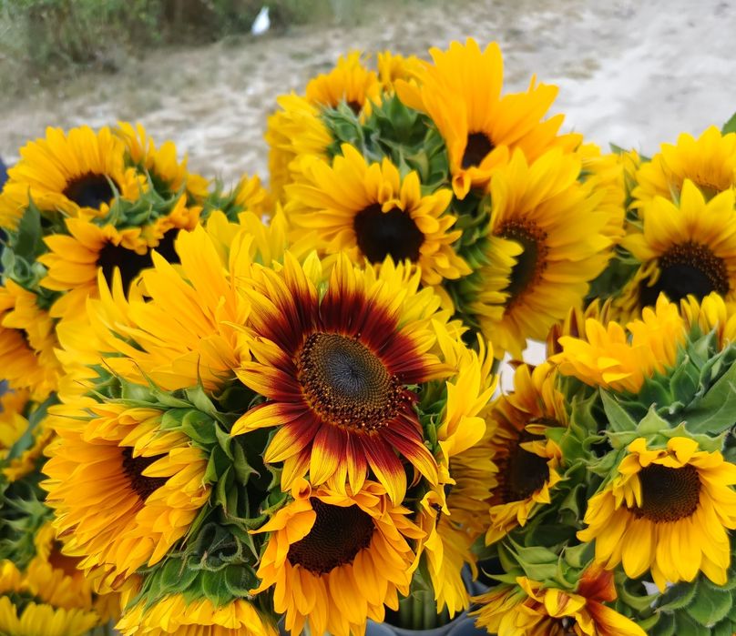 Nasiona słonecznika ozdobnego paszowy