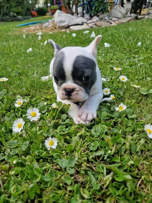 Buldog Francuski Suczka