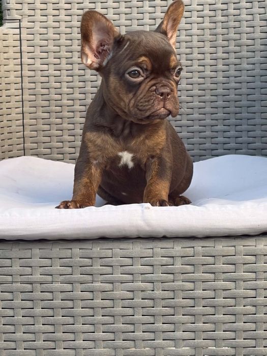 Buldog francuski suczka