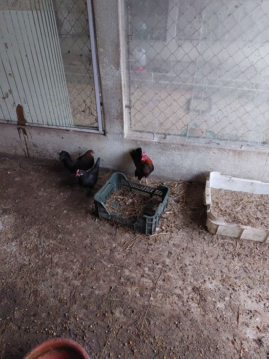 Galinhas raça pequenas