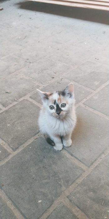 Віддам в хороші руки котеня