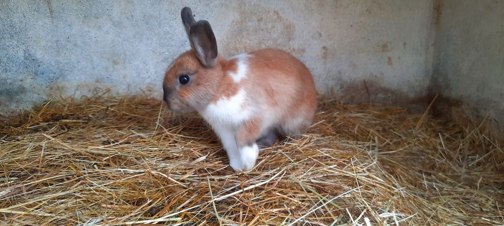 Coelhos Anao holandes/netherland dwarf