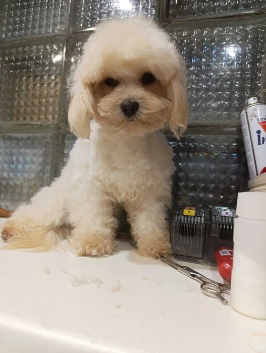 Цікавий хлопчик мальтипу