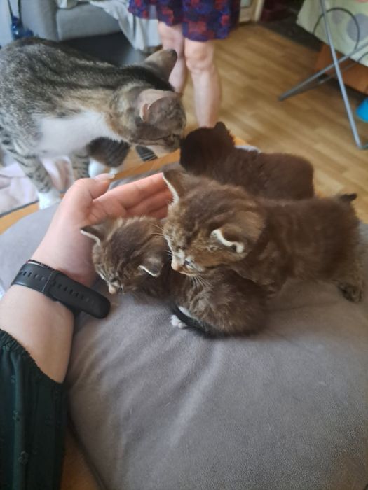 Oddam za darmo małe kotki