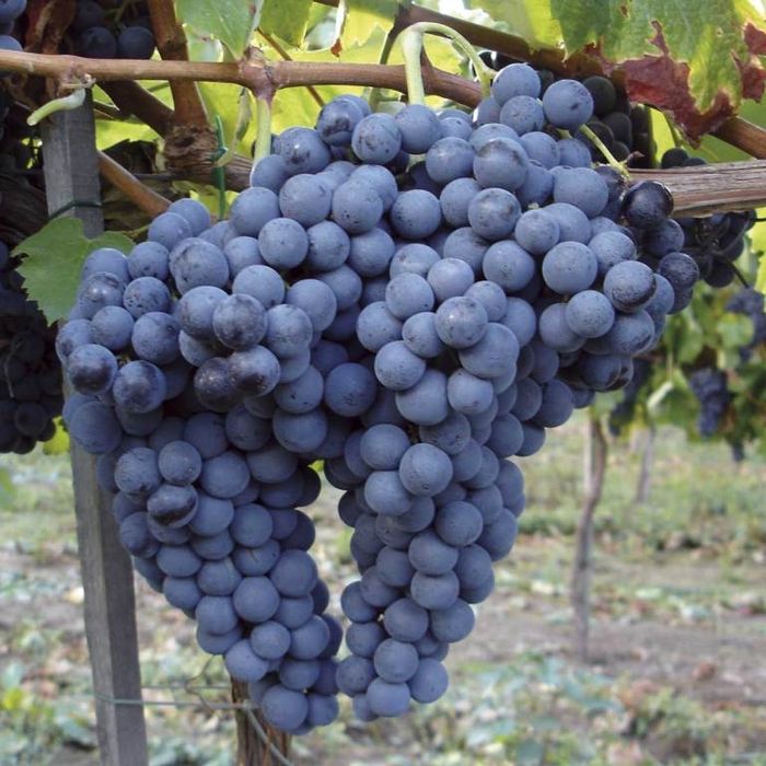 Uvas tintas de várias castas