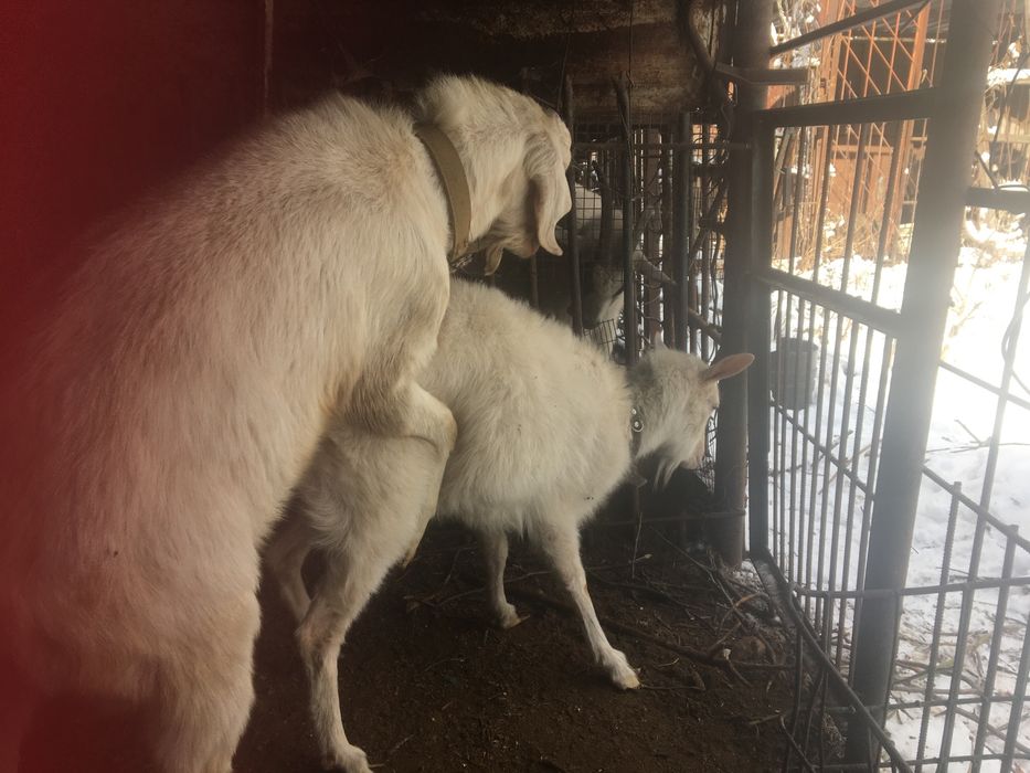 Козел 90%АН вязка