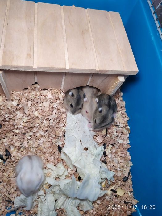 Хомяки Джунгарские