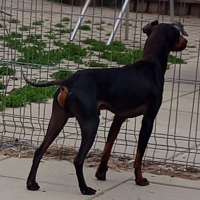Manchester terrier FCI