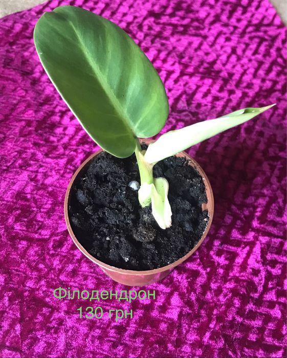 Кімнатні рослини