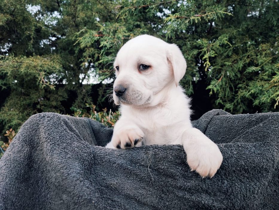 Labrador fêmea pura