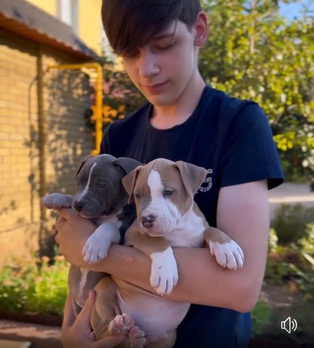 Ваша любов ..Породні здорові дітки ам.стаффа.