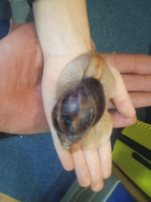 Элитные улитка Ахотина ЭКСКЛЮЗИВ доставка по Украине и за границу