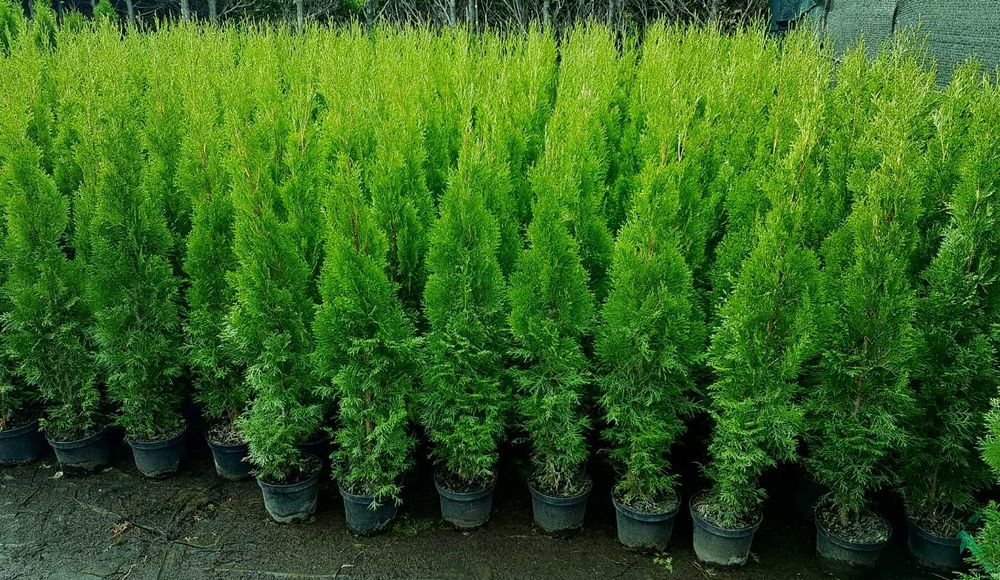 Tuja Szmaragd 100cm donica ukorzenione