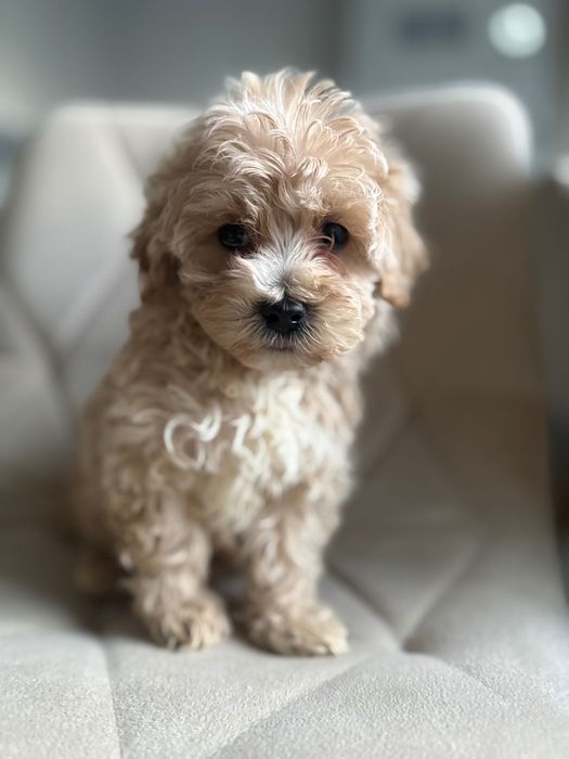 Maltipoo chłopczyk- do odbioru
