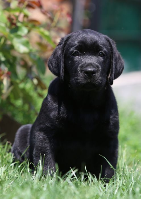 Чорні цуценята лабрадор ретривера