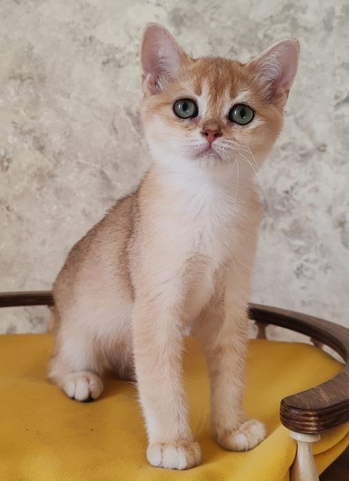 Золота шиншилла. Хлопчик скоттіш страйт