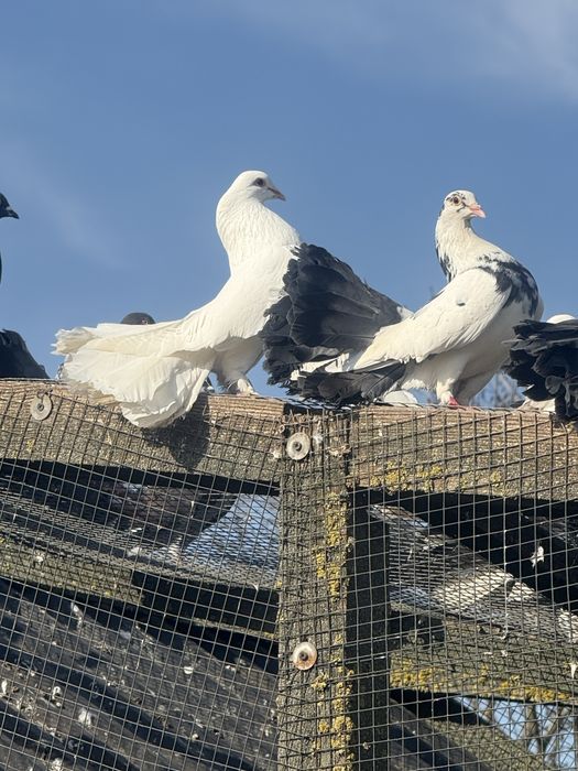 Pawik ,pawiki  ,samce i samice