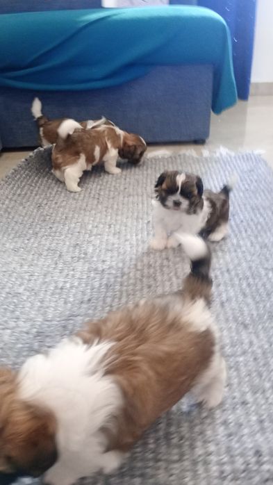 Shih TZU maluszek
