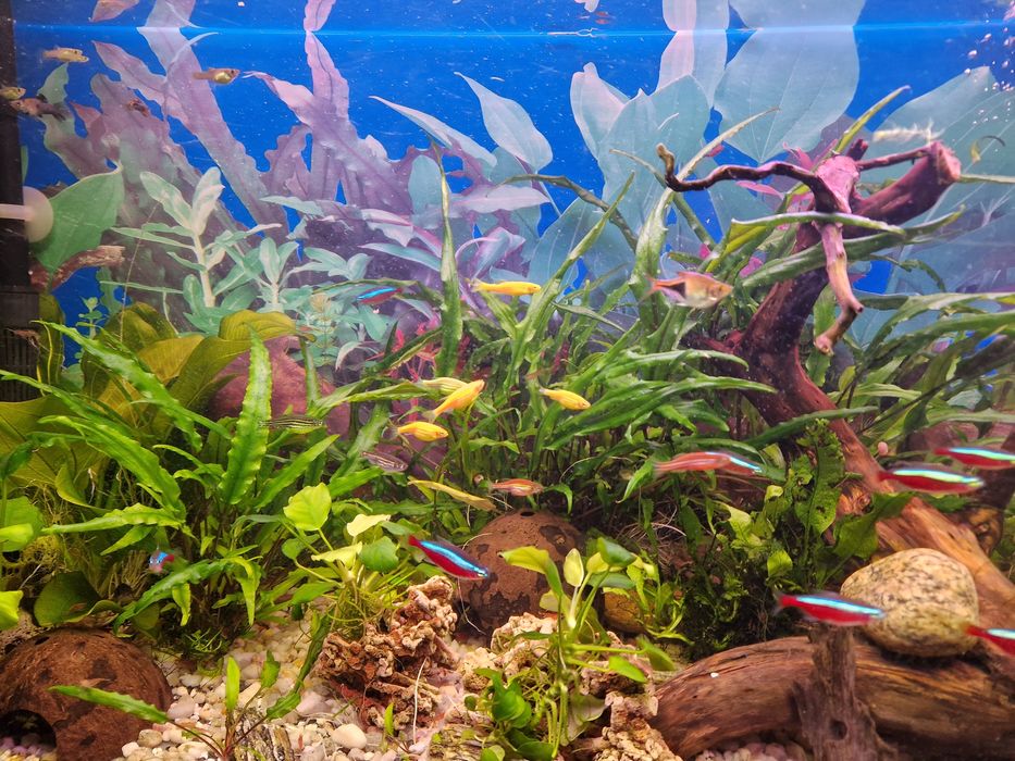 Gupiki hodowla prywatna