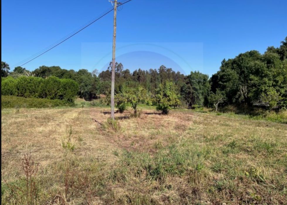 Terreno com vinha e pequeno imovel