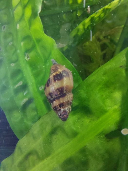 Ślimaki Helenki. Gwarantuję sterylne warunki hodowli.