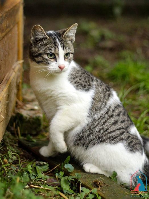 Rajo 264/25 - SZUKA DOMU!