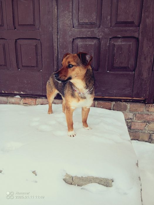 Suczka z małych piesków